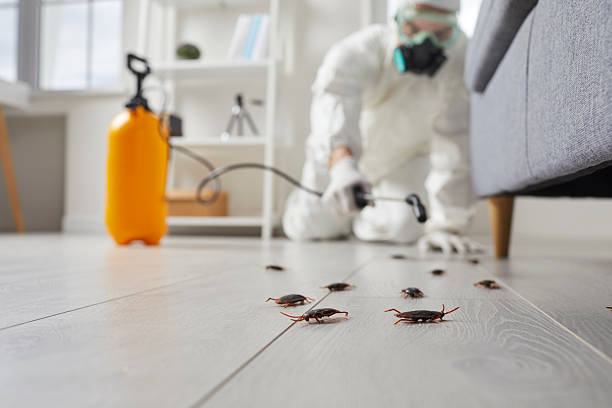 Post-Treatment Bed Bug Interceptor Monitoring in Cedar Park